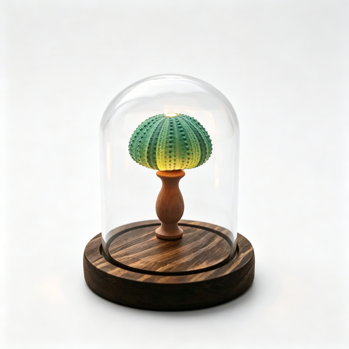 Handmade Sea Urchin Shell Night Light | Glass Dome Coastal Table Lamp